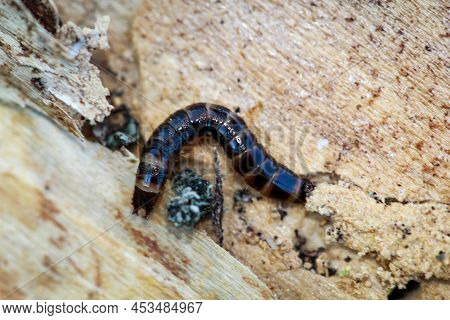 Close-up Of A Larva Of A Firefly, A Short-winged Moth.