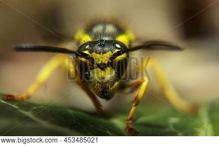 An Extreme Close-up Of A Wasp. A Wasp, Hymenoptera.