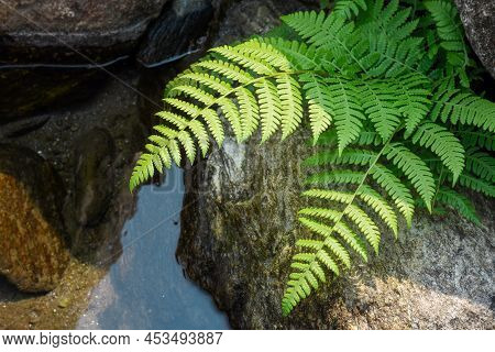 Riverbed In A Himalyan Rainforest With A Pair Of Fern, Is A Member Of A Group Of Vascular Plants Pla