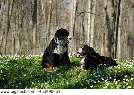 Zennenhund Dogs In The Spring Forest, Surrounded By Forest Flowers.