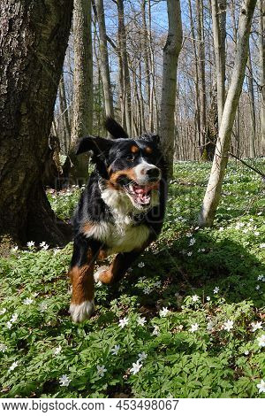 Zennenhund Dog In The Spring Forest, Surrounded By Forest Flowers.