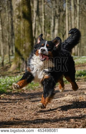Zennenhund Dog In The Spring Forest, Surrounded By Forest Flowers.