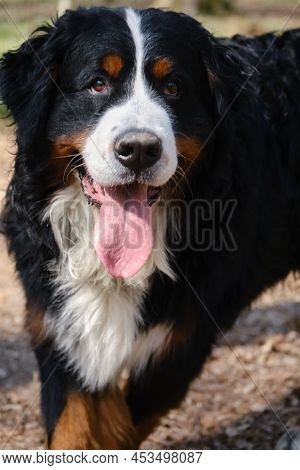 Zennenhund Dog In The Spring Forest, Surrounded By Forest Flowers.