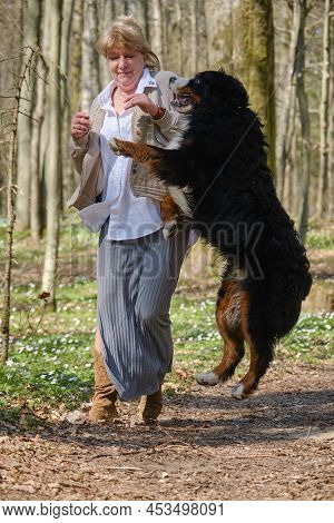 Bernese Mountain Dog Plays And Bites The Woman