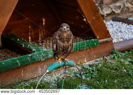 Cheb, Western Bohemia, Czech Republic, 14 August 2021: Brown Falcon Bird Of Prey Perched Near Its Wo