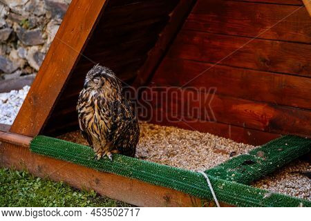 Cheb, Western Bohemia, Czech Republic, 14 August 2021: Eagle Owl Or Eurasian Orle-sova, Bubo Bubo Bi