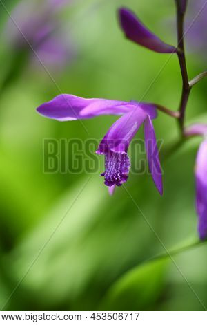 Urn Orchid (bletilla Striata) Flowers. Orchidaceae Pernnial Plants. Purple-red Flowers Bloom From Ap