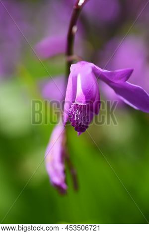 Urn Orchid (bletilla Striata) Flowers. Orchidaceae Pernnial Plants. Purple-red Flowers Bloom From Ap