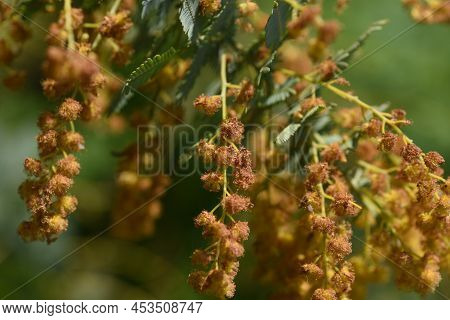 Cootamundra Wattle (acacia Baileyana) After Flowers And Seedpods. The Flowering Season Is From Febru