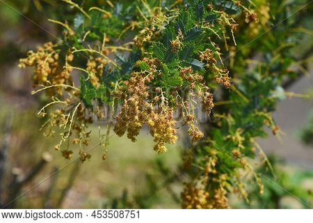 Cootamundra Wattle (acacia Baileyana) After Flowers And Seedpods. The Flowering Season Is From Febru