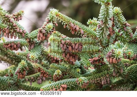 Noble Or Red Fir Tree, Or Christmas Tree Abies Procera, With Needles And Cones. Green Fir Branch