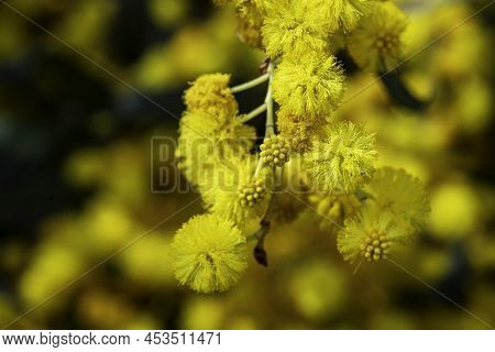 Yellow Blossoms Of A Flowering Cootamundra Wattle Acacia Baileyana Tree Closeup On A Blurred Backgro
