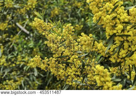 Yellow Blossoms Of A Flowering Cootamundra Wattle Acacia Baileyana Tree Closeup On A Blurred Backgro