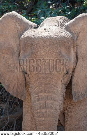 Close-up Head Shot Of A Desert Elephant, Somewhere In Namibia.