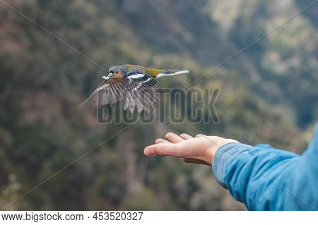 Rare Madeiran Chaffinch Has Flown To The Man's Hand For Food Crumbs And To See If He Is Safe. Fringi