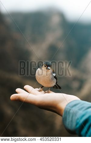 Rare Madeiran Chaffinch Has Flown To The Man's Hand For Food Crumbs And To See If He Is Safe. Fringi