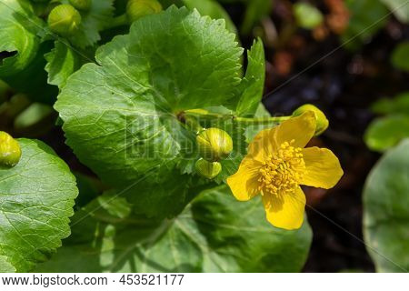 In A Swamp, In The Alder Forest Blossom Caltha Palustris