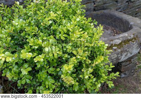 Buxus Sempervirens, Common Box, European Box Or Boxwood Bright Green Bush Plant In The Garden