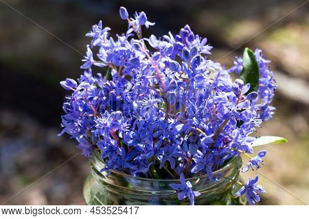 Fresh Beautiful Blue Bluebell In A Glass Jar Close Up. Blue Snowdrop. Scilla. Beauty And Magic. Prol