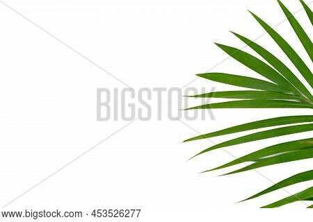 Houseplant Small Green Palm Tree (chamaedorea Hyophorbeae Hamedorea Bridble), Large Indoor Palm Plan
