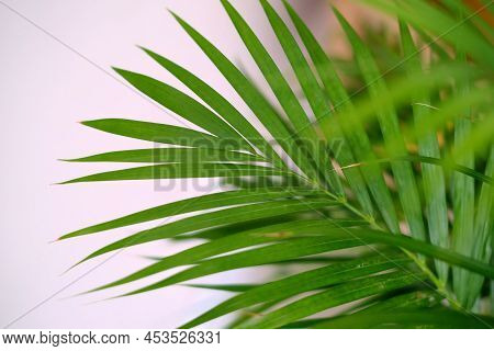 Houseplant Small Green Palm Tree (chamaedorea Hyophorbeae Hamedorea Bridble), Large Indoor Palm Plan