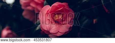 Beautiful Pink Evergreen Camellia Tree With Blooming Flowers During Springtime In English Garden, Uk