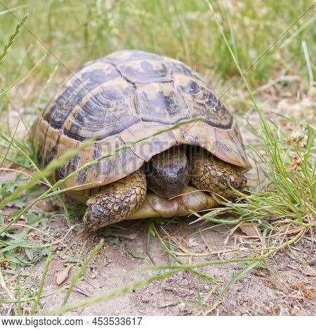 The Land Turtle In Its Natural Environment. A Wild Animal In Forest Of Kalambaka, Greece. The Herman