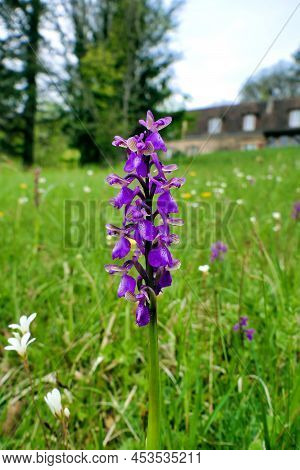 Close Up Of An Early Purple Orchid (orchis Mascula) In A Meadow