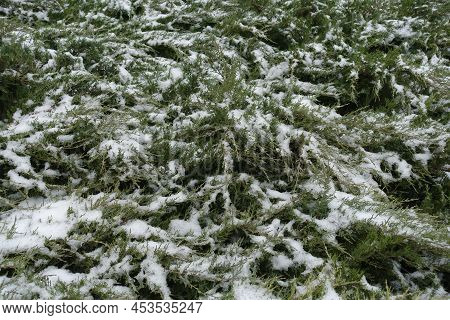 Foliage Of Juniper Covered With Snow In December