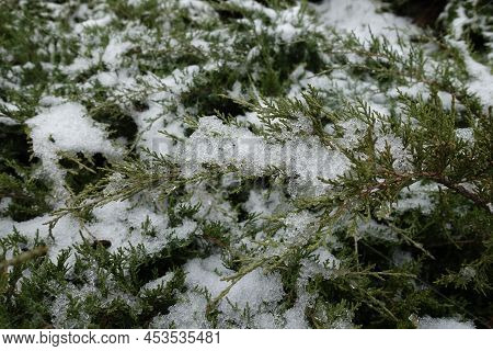 Immature Cones And Melting Snow On Branches Of Juniper In December