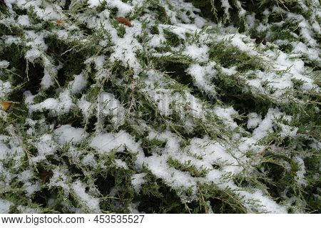 Juniper Covered With Melting Snow In December
