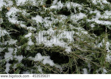Leafage Of Juniper Covered With Melting Snow In December