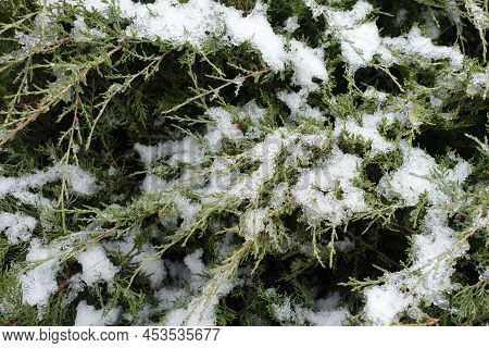 Melting Snow On Branches Of Juniper In December