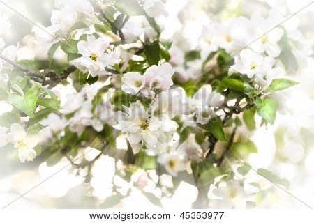 Appleblossom im Frühjahr