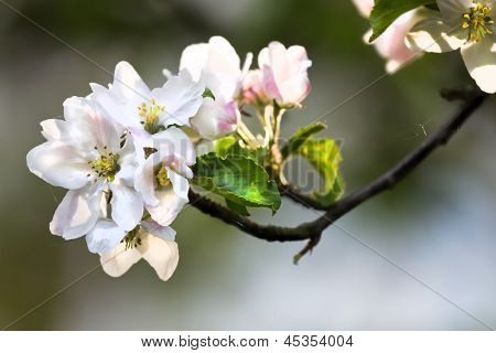 Sonne auf Appleblossom im Frühjahr