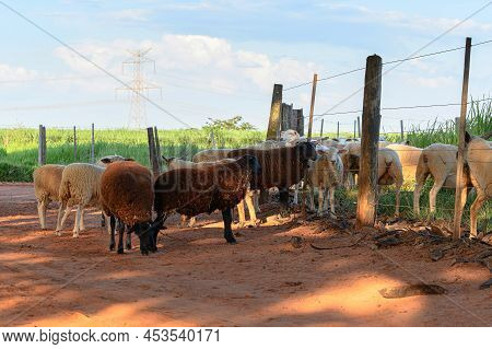 Flock Of Sheep In The Pasture And Some Sheep Outside Of The Fence. Sheep That Have Run Outside The F