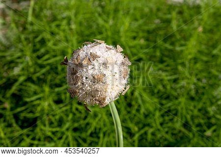 Invasion Dangerous Flying Insects On A White