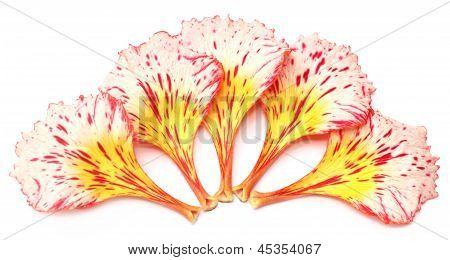 Delonix regia veya Krishnachura