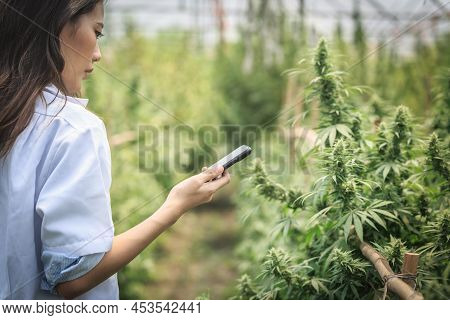 Scientists Inspect And Analyze Cannabis Plants, Sign Results With
Mobile Phone In The Greenhouse. He