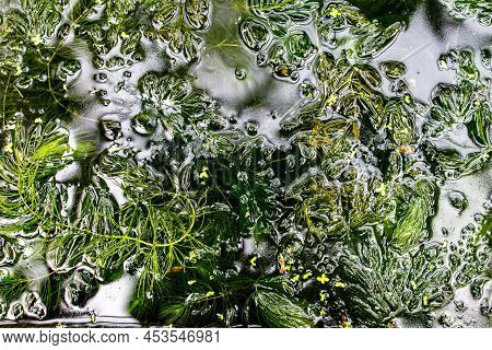 Ceratophyllum Submersum In A Greenhouse Near A Makeshift Reservoir In The Apothecary Garden