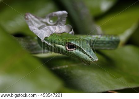 Asian Vine Snake (ahaetulla Prasina) Shedding It\'s Skin.