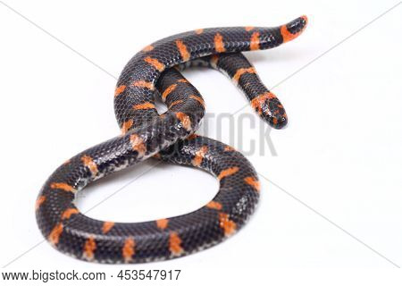 Red-tailed Pipe Snake Cylindrophis Ruffus On White Background