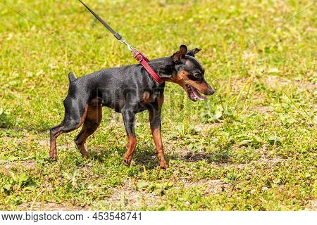 Black Unrestrained Dog Breed Doberman On A Leash In The Park During A Walk