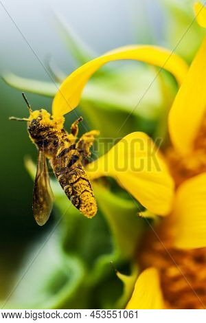 Close-up An Asian Honeybee Collecting Pollen On Yellow Sunflower In Springtime, A Honey Bee Carrying