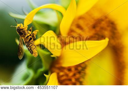 Close-up An Asian Honeybee Collecting Pollen On Yellow Sunflower In Springtime, A Honey Bee Carrying