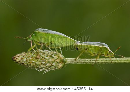 Heteroptera Pentatomidae  Reproduction