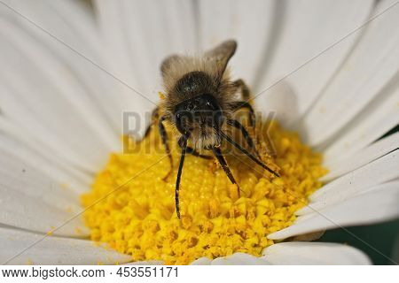 Closeup On A Hairy Male Red Mason Bee, Osmia Rufa Drinking Nectar From A Yellow White Flower In The 