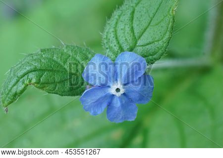 Closeup On A Small Blue Flower Of The Alkanet, Pentaglottis Sempervirens In The Garden