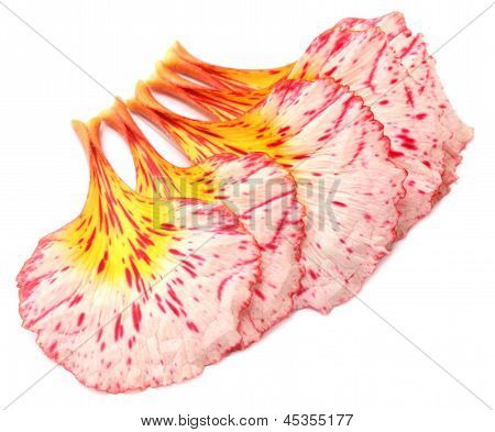 Delonix regia veya Krishnachura