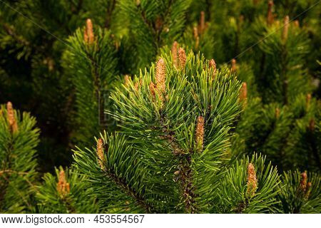 Young Shoots Of Pine In Sunny Weather In The Botanical Garden